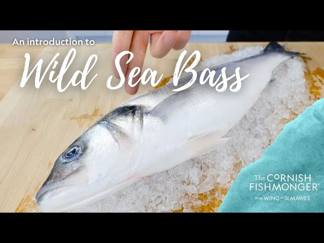 What Is Sea Bass? Unveiling the Flavorful Fish