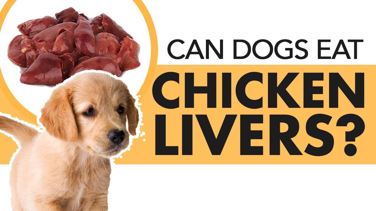 Chicken Liver to Dogs: Canine Nutrition Concerns