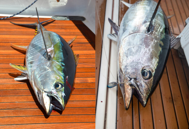 Yellowfin vs Yellowtail Tuna: A Tale of Two Tunas