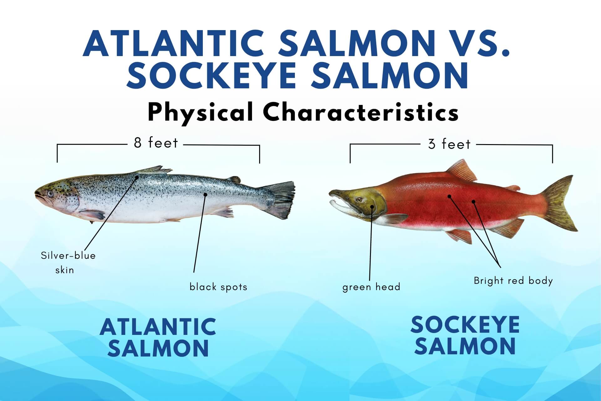 Atlantic Salmon vs Pacific: A Salmon Seafood Showdown