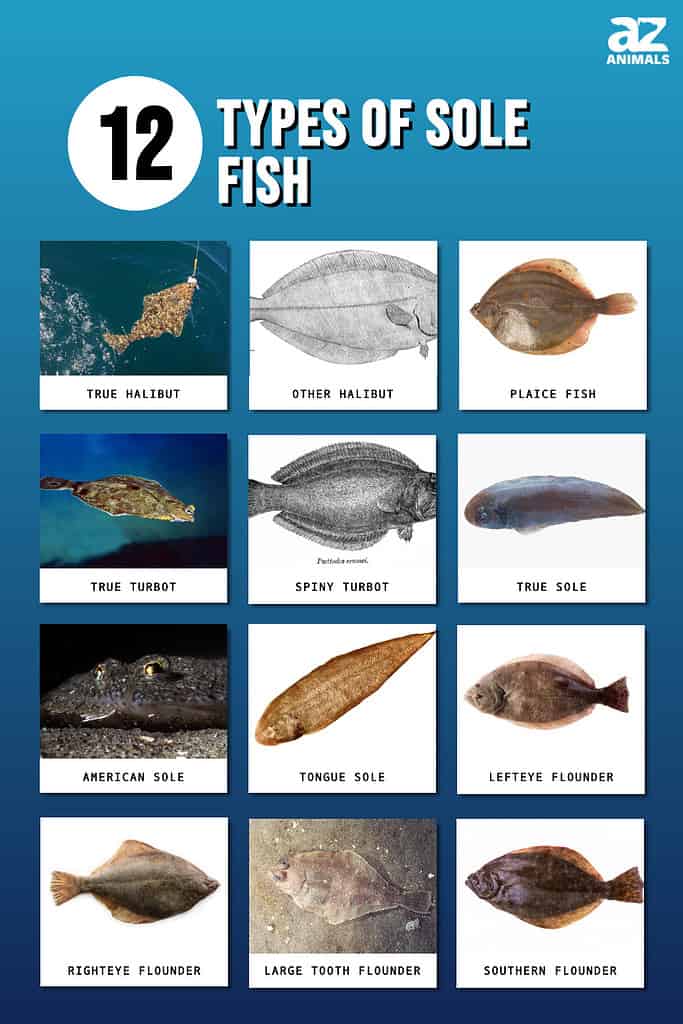 What Is Sole Fish? Understanding the Delicate Fish