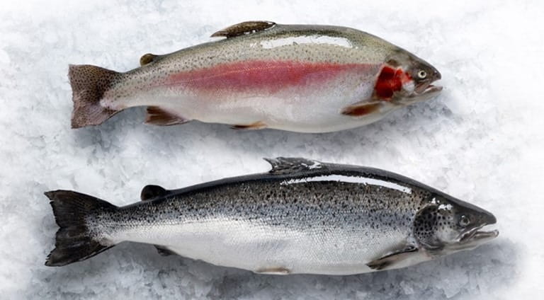 Atlantic Salmon vs Pacific: A Salmon Seafood Showdown