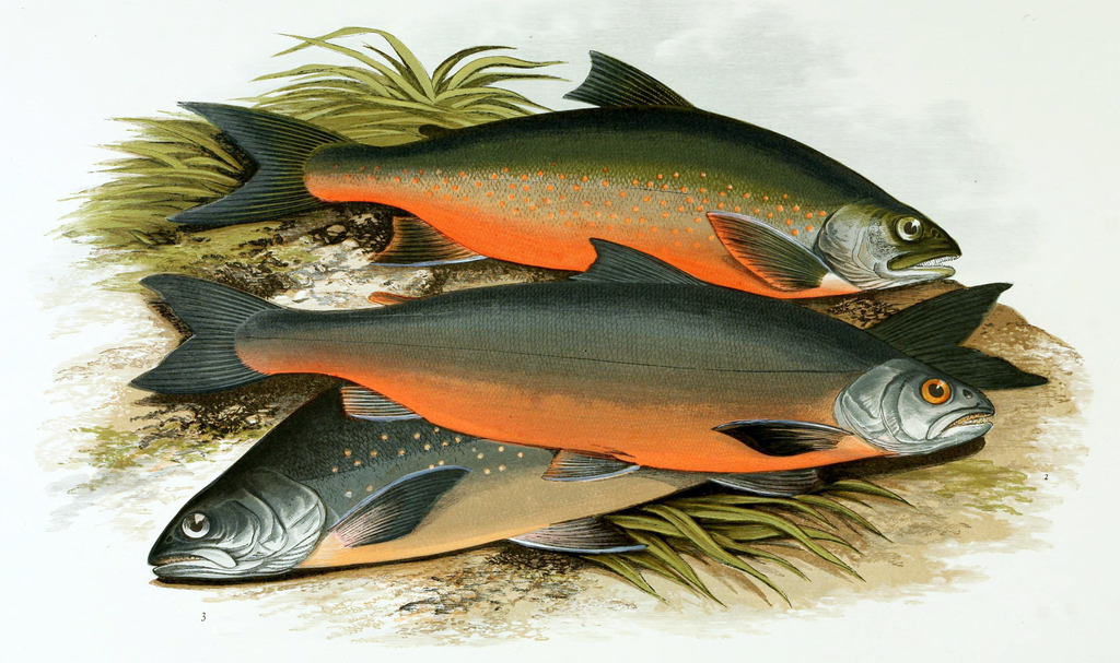 What Is Arctic Char? Discovering Coldwater Fish