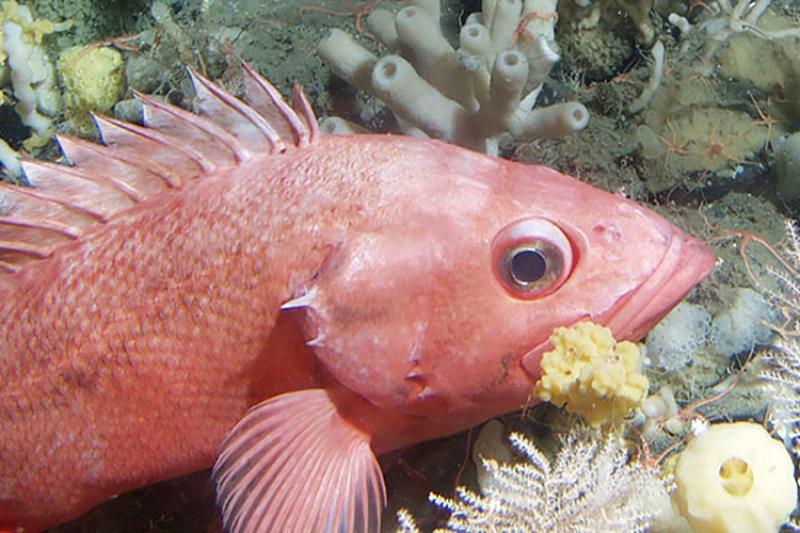 What Are Rock Fish? Exploring Oceanic Delicacies