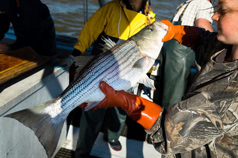 What Are Rock Fish? Exploring Oceanic Delicacies