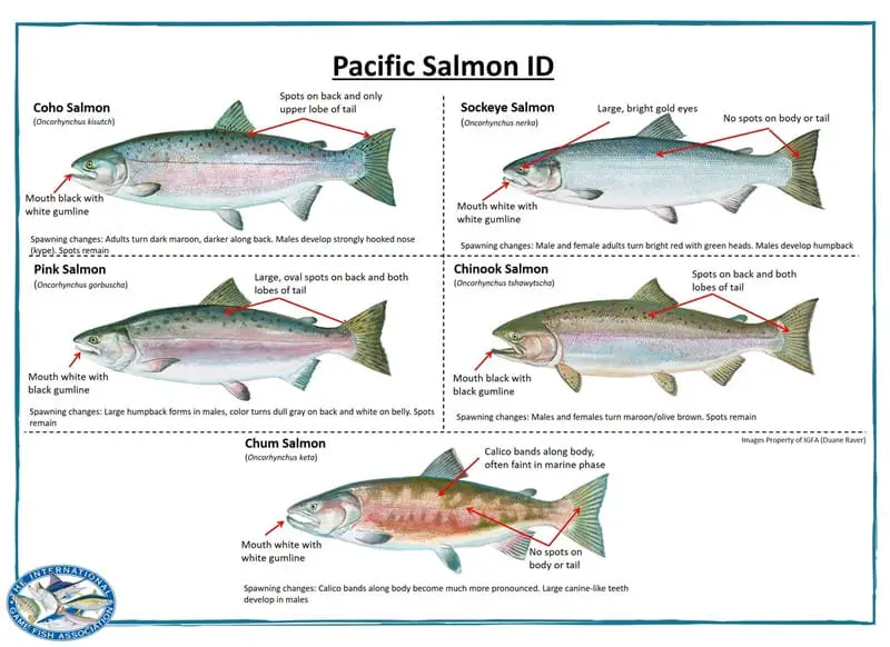 Atlantic Salmon vs Pacific: A Salmon Seafood Showdown